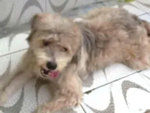 Cachorro raça Poodle  idade 1 ano nome Bob 