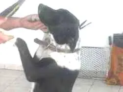 Cachorro ra a INDEFINIDA idade 7 a 11 meses nome Fleck