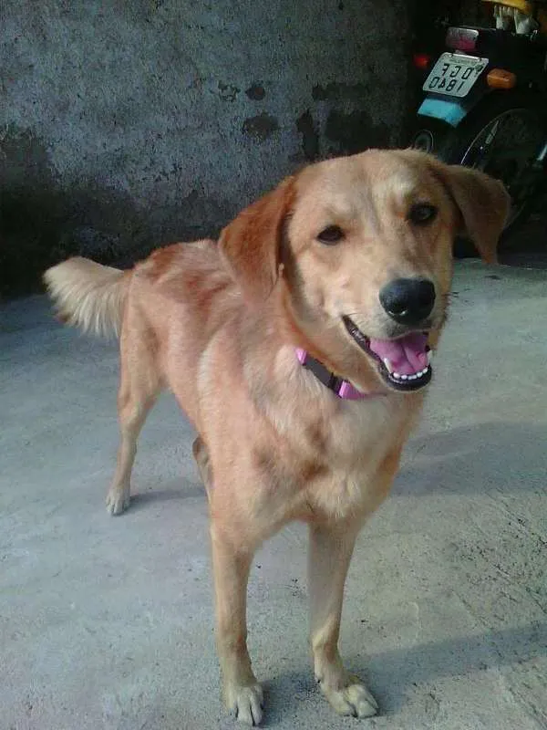 Cachorro ra a NÃO DEFINIDA idade 2 anos nome JÚLIE
