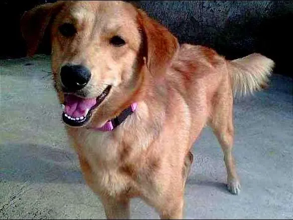 Cachorro ra a NÃO DEFINIDA idade 2 anos nome JÚLIE