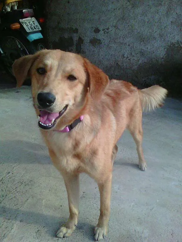 Cachorro ra a NÃO DEFINIDA idade 2 anos nome JÚLIE