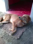 JÚLIE