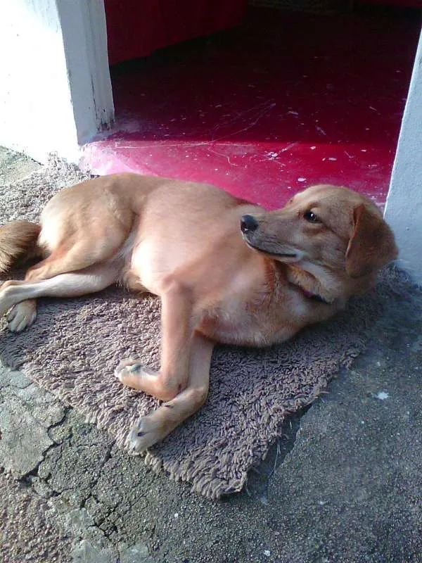 Cachorro ra a NÃO DEFINIDA idade 2 anos nome JÚLIE