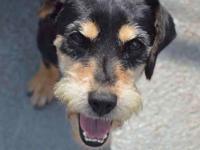 Cachorro raça Srd idade 1 ano nome Anuska