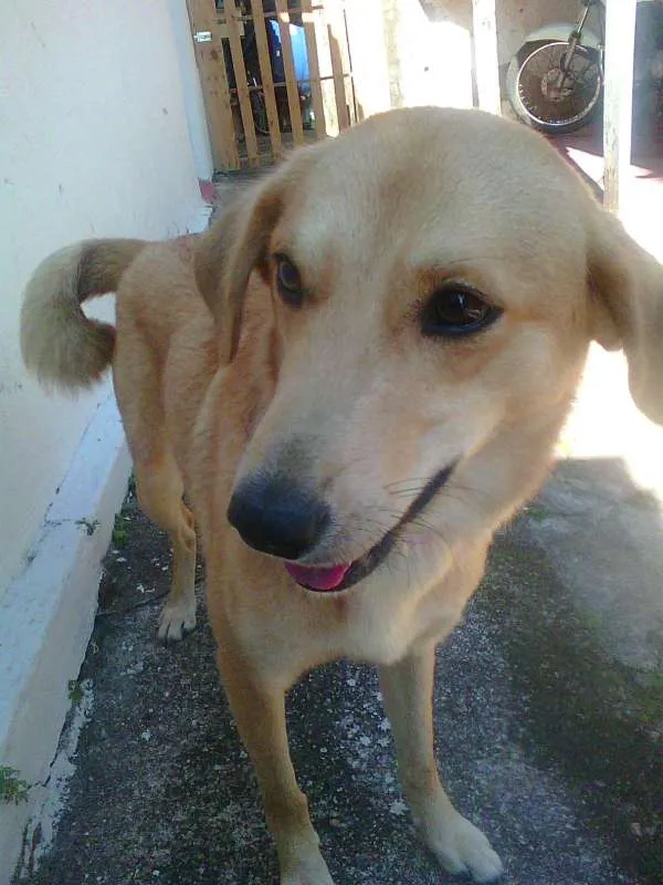 Cachorro ra a NÃO DEFINIDA idade 2 anos nome JÚLIE