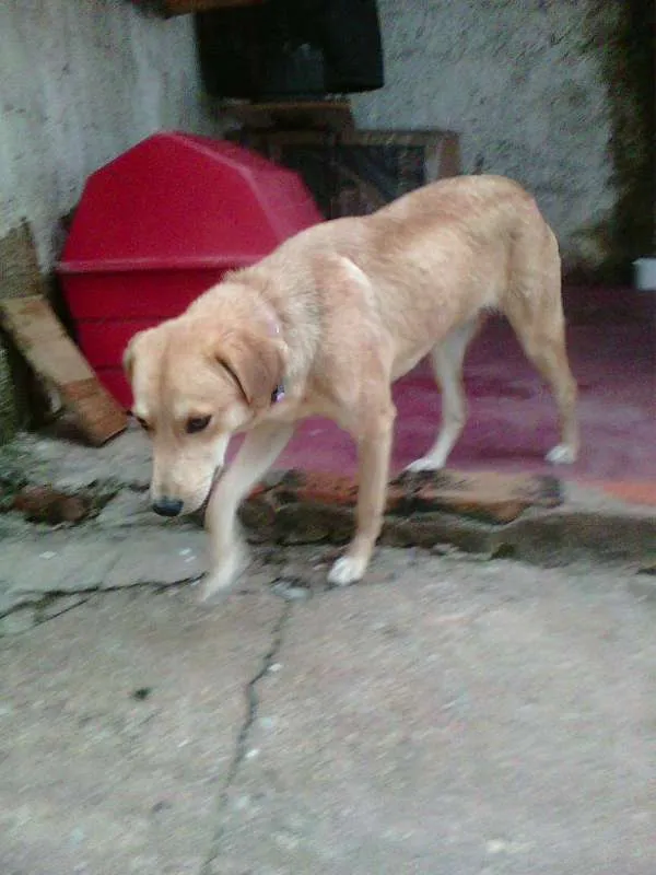 Cachorro ra a NÃO DEFINIDA idade 2 anos nome JÚLIE