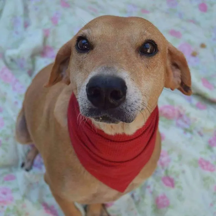 Cachorro ra a Srd idade 6 ou mais anos nome Alice