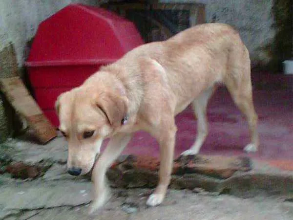 Cachorro ra a NÃO DEFINIDA idade 2 anos nome JÚLIE