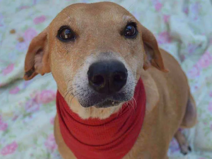 Cachorro raça Srd idade 6 ou mais anos nome Alice