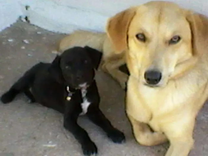 Cachorro ra a NÃO DEFINIDA idade 2 anos nome JÚLIE