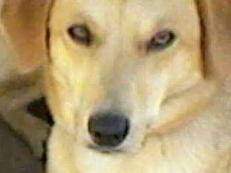Cachorro ra a NÃO DEFINIDA idade 2 anos nome JÚLIE