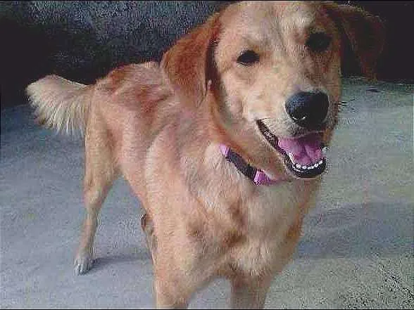 Cachorro ra a NÃO DEFINIDA idade 2 anos nome JÚLIE