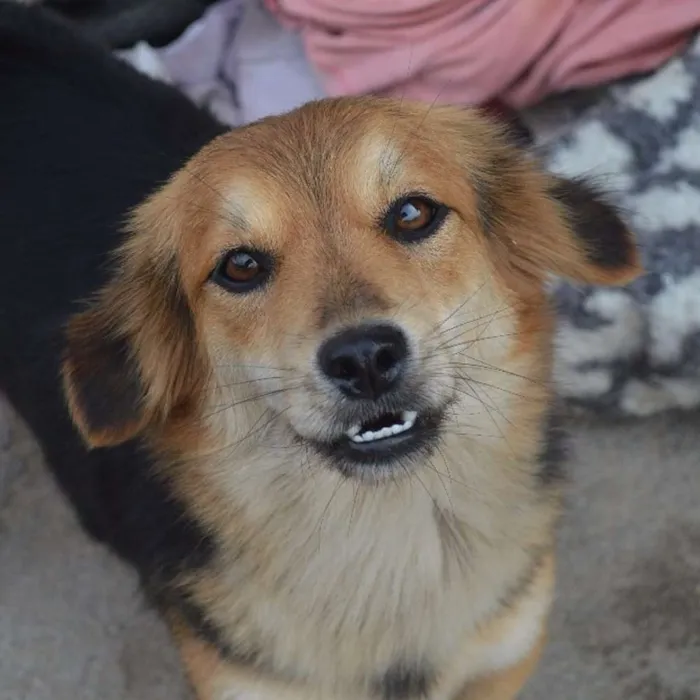 Cachorro ra a Srd idade 3 anos nome Docinho
