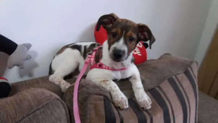 Cachorro ra a Srd idade 2 a 6 meses nome Sem nome