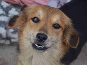 Cachorro raça Srd idade 3 anos nome Docinho