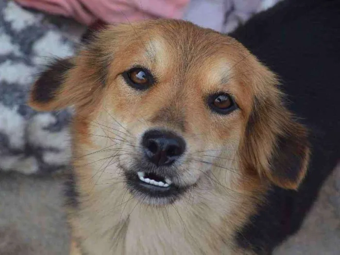 Cachorro ra a Srd idade 3 anos nome Docinho