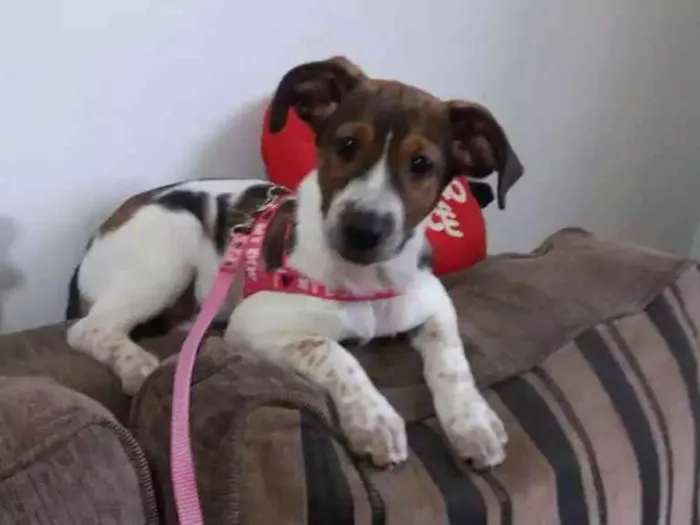 Cachorro ra a Srd idade 2 a 6 meses nome Sem nome