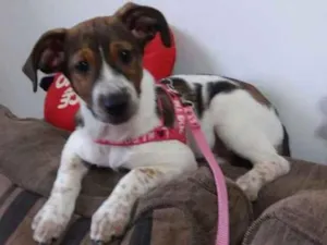 Cachorro raça Srd idade 2 a 6 meses nome Sem nome