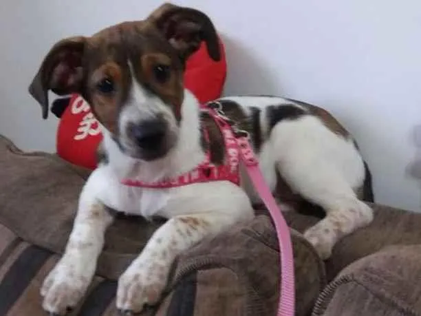 Cachorro ra a Srd idade 2 a 6 meses nome Sem nome