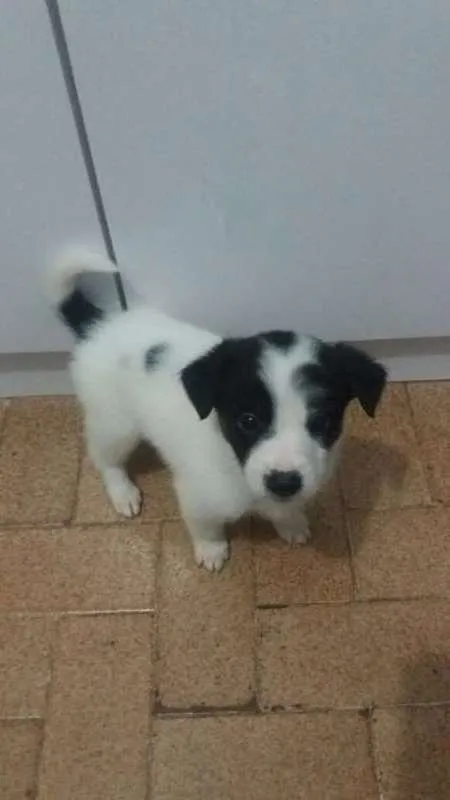 Cachorro ra a SRD idade 2 a 6 meses nome sem nomes