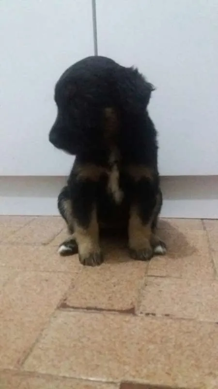 Cachorro ra a SRD idade 2 a 6 meses nome sem nomes