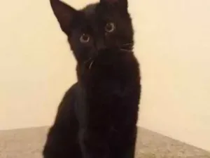 Gato raça Srd idade 2 a 6 meses nome Saracura e firilampo