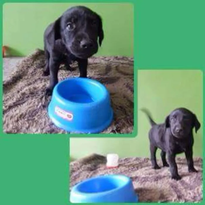 Cachorro ra a SRD idade 2 a 6 meses nome Black