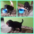 Peludinho