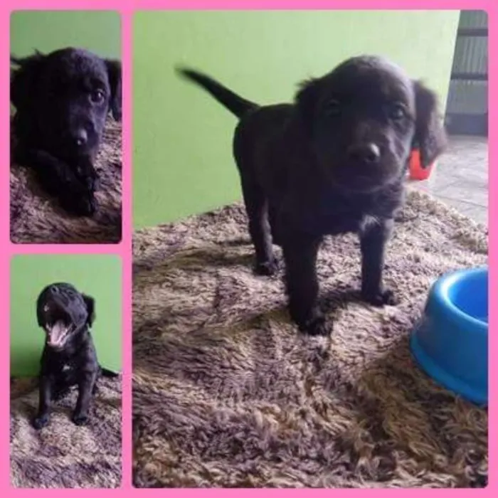 Cachorro ra a Srd idade 2 a 6 meses nome Peludinha