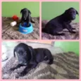 Pretinha