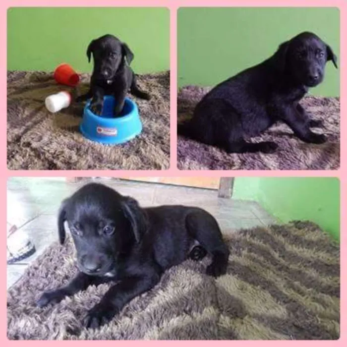 Cachorro ra a Srd idade 2 a 6 meses nome Pretinha