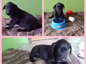 Cachorro raça Srd idade 2 a 6 meses nome Pretinha