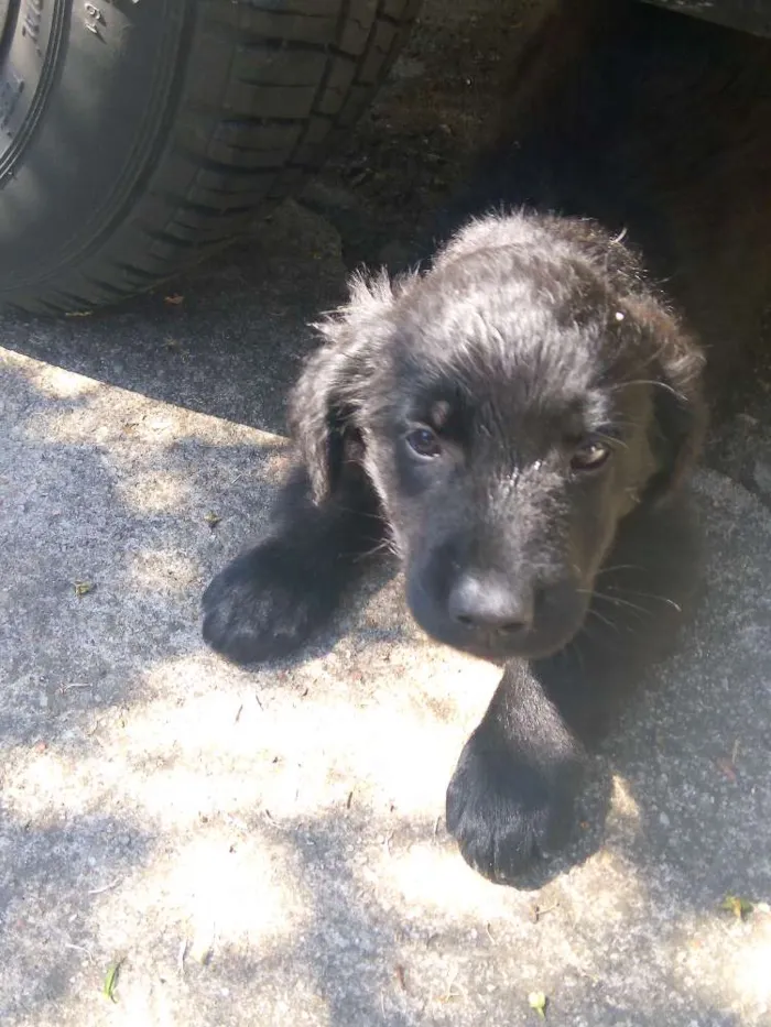 Cachorro ra a Srd idade 2 a 6 meses nome Peludinha