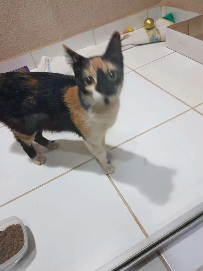 Gato raça Srd idade 2 a 6 meses nome Sem nome