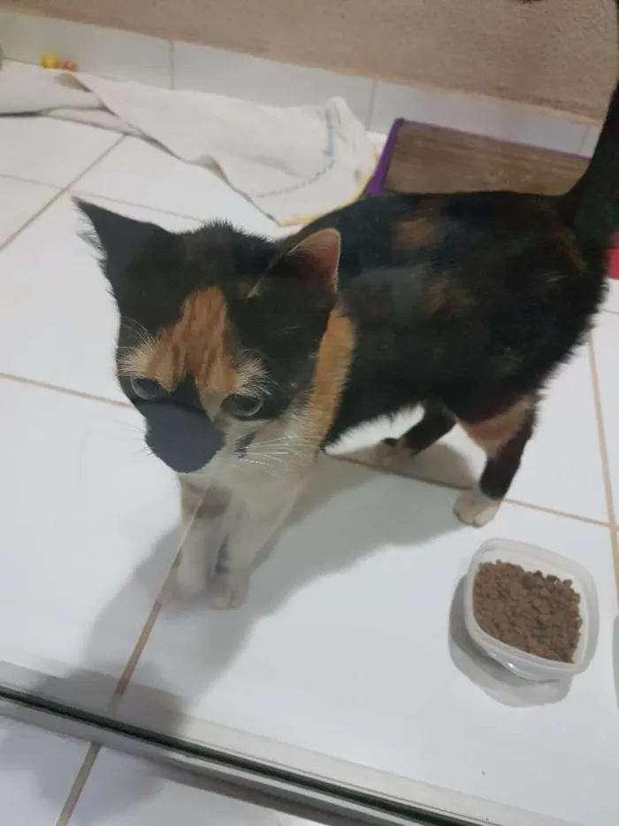 Gato raça Srd idade 2 a 6 meses nome Sem nome