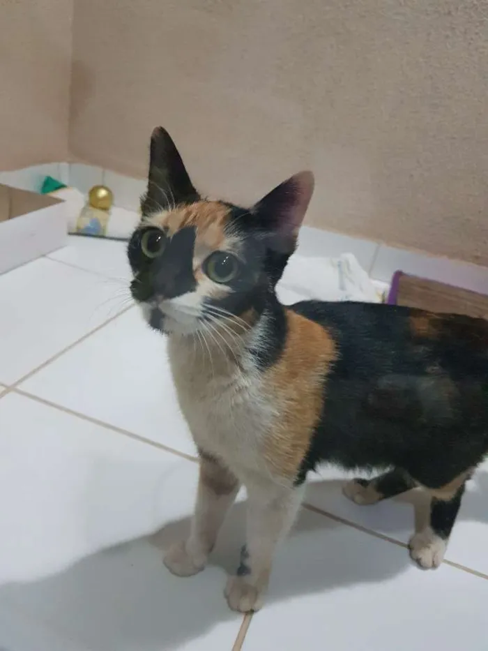 Gato raça Srd idade 2 a 6 meses nome Sem nome