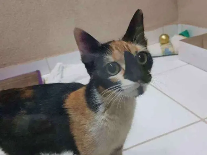 Gato raça Srd idade 2 a 6 meses nome Sem nome