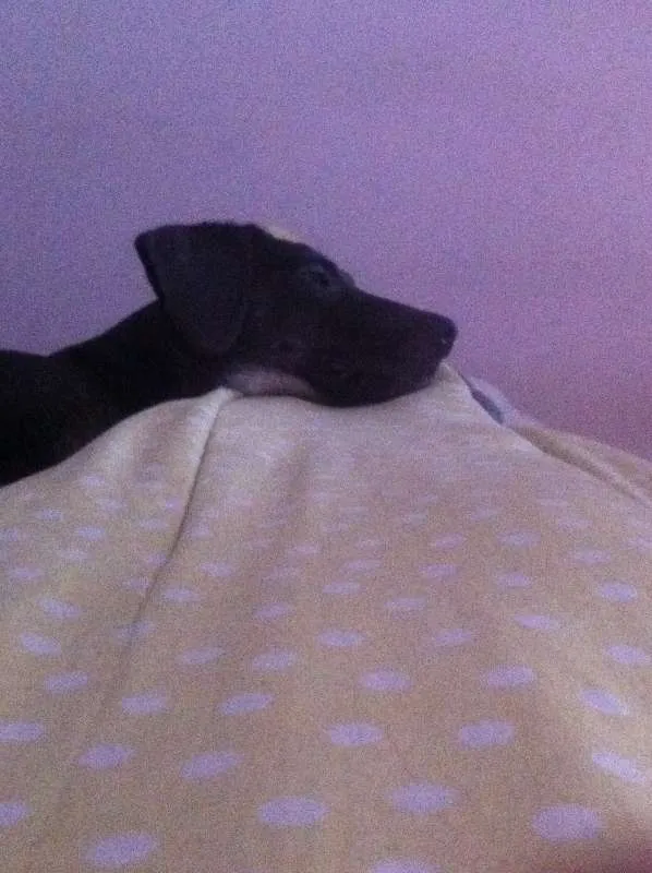 Cachorro ra a SRD idade 7 a 11 meses nome Galey