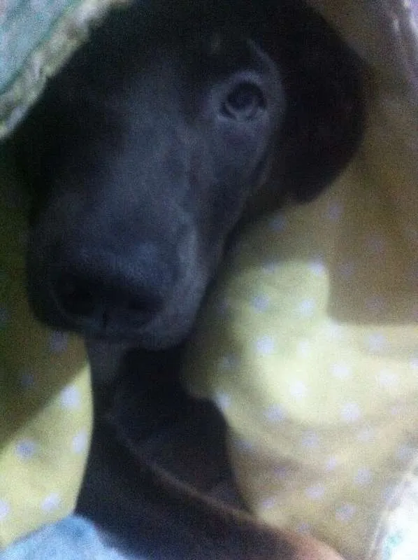 Cachorro ra a SRD idade 7 a 11 meses nome Galey