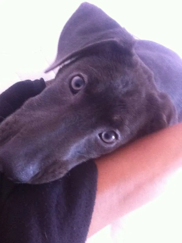 Cachorro ra a SRD idade 7 a 11 meses nome Galey