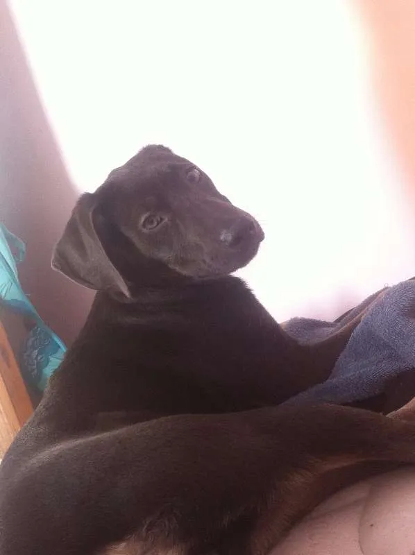 Cachorro ra a SRD idade 7 a 11 meses nome Galey