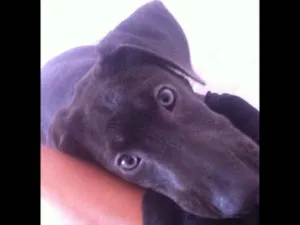 Cachorro raça SRD idade 7 a 11 meses nome Galey
