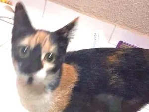 Gato raça Srd idade 2 a 6 meses nome Sem nome