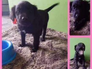 Cachorro raça Srd idade 2 a 6 meses nome Peludinha