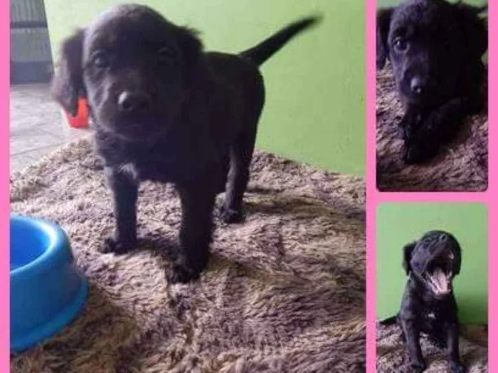 Cachorro ra a Srd idade 2 a 6 meses nome Peludinha