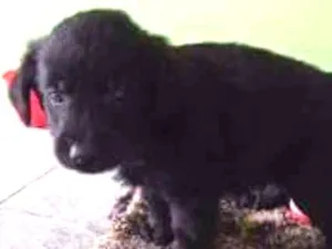 Cachorro raça SRD idade 2 a 6 meses nome Peludinho