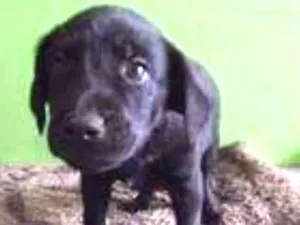 Cachorro raça SRD idade 2 a 6 meses nome Black