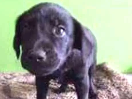 Cachorro ra a SRD idade 2 a 6 meses nome Black