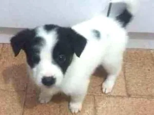 Cachorro raça SRD idade 2 a 6 meses nome sem nomes