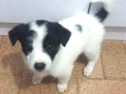 Cachorro ra a SRD idade 2 a 6 meses nome sem nomes